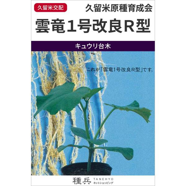 キュウリ台木（ブルームレス） 種 『雲竜１号改良Ｒ型』  久留米原種/350粒