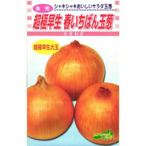 超極早生タマネギ 種 『春いちばん』 松永種苗/コート2L1万粒