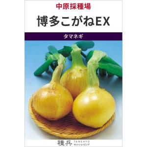 超極早生玉ねぎ 種 『博多こがねEX』 中原採種場/10g