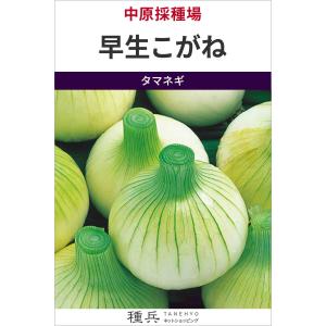 早生玉ねぎ 種 『早生こがね』 中原採種場/小袋の商品画像