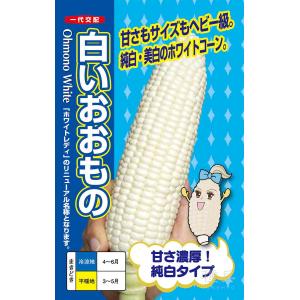 スイートコーン 種 『白いおおもの』 ナント種苗/小袋の商品画像