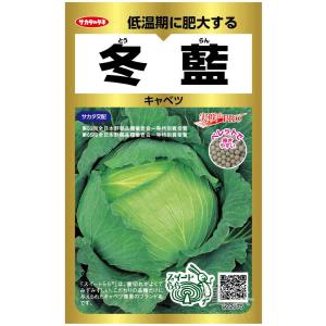 中晩生キャベツ 種 『冬藍』 サカタのタネ/小袋