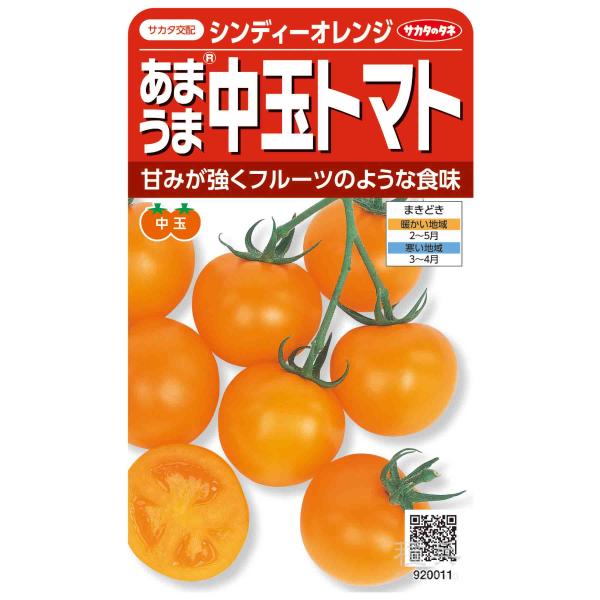 中玉トマト 種 『シンディーオレンジ』  サカタのタネ/1000粒
