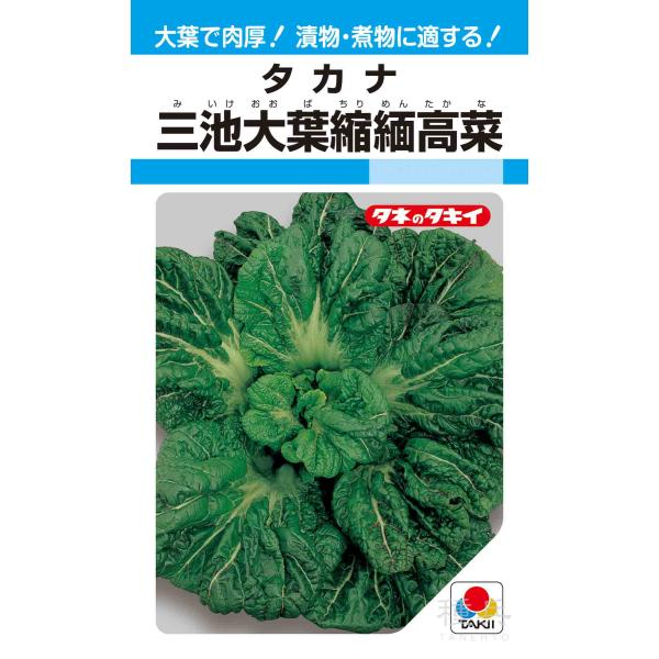 タカナ 種 『三池大葉縮緬高菜』 ATK104 タキイ種苗/小袋(MF)