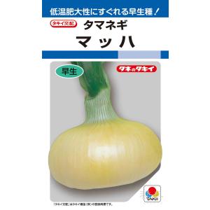早生種タマネギ 種 『マッハ』 ATA003 タ...の商品画像