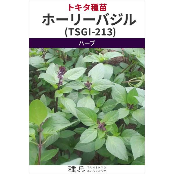 ハーブ 種 『ホーリーバジル(TSGI-213)』  トキタ種苗/200粒
