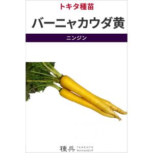 ニンジン 種 『バーニャカウダ黄』 トキタ種苗/コートL1000粒