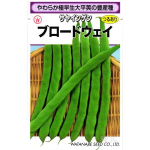 つるありインゲン 種 『ブロードウェイ』 渡辺採種場/小袋