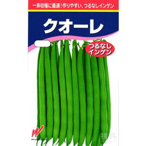 つるなしインゲン 種 『クオーレ』 渡辺農事/2...の商品画像