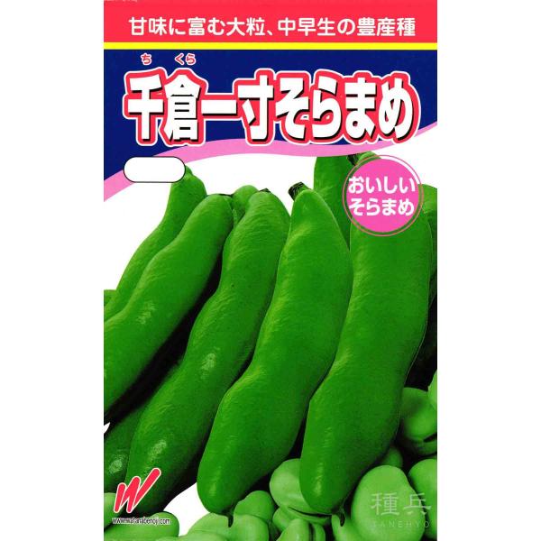 ソラマメ 種 『千倉一寸蚕豆』  渡辺農事/小袋