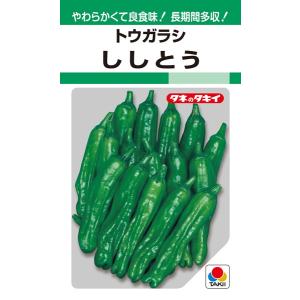 トウガラシ 種<br> 『ししとう』 APE131 タキイ種苗/2000粒｜tanehyo