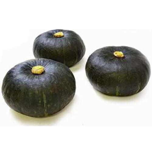 朝日アグリ　カボチャ 南瓜 かぼちゃ　マロンスター139　500粒