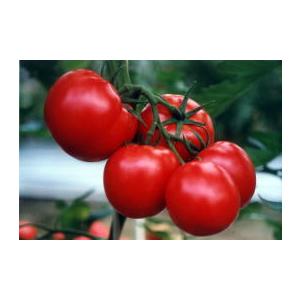 愛三種苗 トマト 感激73 小袋 : 種苗・園芸ショップ 種もり - 通販