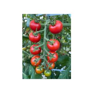 愛三種苗 トマト TYエコスイート 100粒 : 種苗・園芸ショップ 種もり