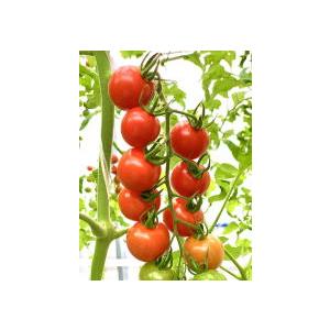 愛トマト 愛ちゃん中玉[トマト] - e-種や｜国内最大級の野菜種・花種・苗・農業