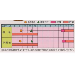 アサヒ農園 タマネギ たまねぎ 玉葱 ソユーズ...の詳細画像1