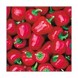 藤田種子 パプリカ ミニパプリカ レッド 小袋 Fujita 0006 種苗 園芸ショップ 種もり 通販 Yahoo ショッピング