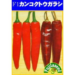 藤田種子　Ｆ１カンコクとうがらし　小袋