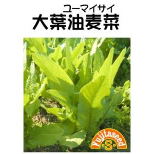 トキタ種苗 ネギ 葱 ねぎ 冬月の雫 コート5000粒 : 種苗・園芸ショップ