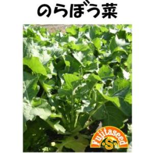藤田種子　のらぼう菜　小袋
