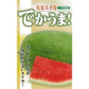 たね フタバ種苗　F1西瓜　でかうま！　小袋