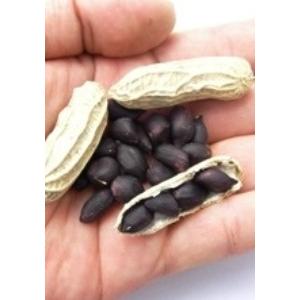 玉ねぎの苗 予約 中晩生 甘玉 （七宝甘70）約500本 : 菜園くらぶ Yahoo