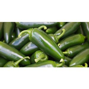 たね フタバ種苗　F1トウガラシ　ハラペーニョ 小袋