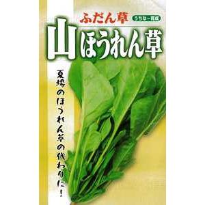 たね フタバ種苗　山ほうれん草　小袋
