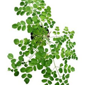 たね たね フタバ種苗　モリンガ　小袋