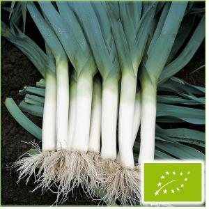 リーキ 種の商品一覧 通販 Yahoo ショッピング