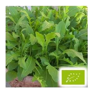 セルバチコ 種の商品一覧 通販 Yahoo ショッピング