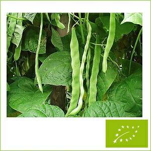 グリーンフィールドプロジェクト つるありインゲン ジャンボ平さや 緑 5dl Sagaretxe Net