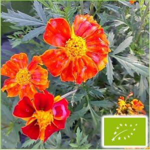 たね グリーンフィールドプロジェクト フレンチマリーゴールド ダークオレンジ 小袋 Green 0291 種苗 園芸ショップ 種もり 通販 Yahoo ショッピング