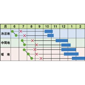 たね 石井育種場 キャベツ 松波(まつなみ)小袋の詳細画像1