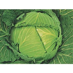 タキイ種苗 レタス ヒートガイ ペレット5000粒 : 種苗・園芸ショップ