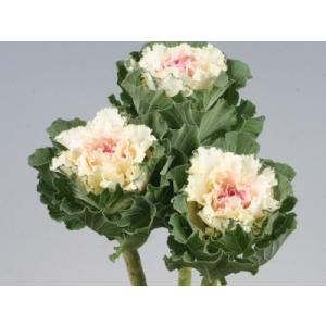 たね 石井育種場 葉ボタン ホワイトレディIMP　小袋