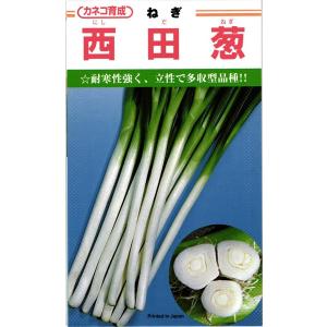 たね 武蔵野種苗園 ネギ 元蔵(もとくら) 小袋 : 種苗・園芸ショップ 種