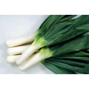 カネコ種苗 ネギ 下仁田葱 小袋