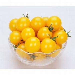 カネコ種苗　トマト 　TYイエローミミ　100粒