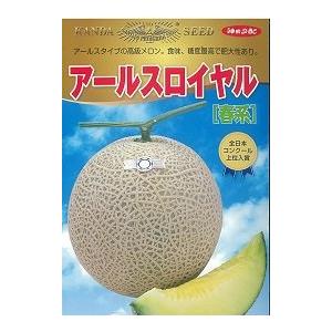 神田育種　メロン　アールスロイヤル春系　100粒