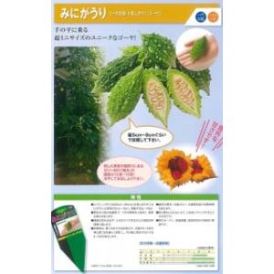 タキイ種苗 レタス ヒートガイ ペレット5000粒 : 種苗・園芸ショップ