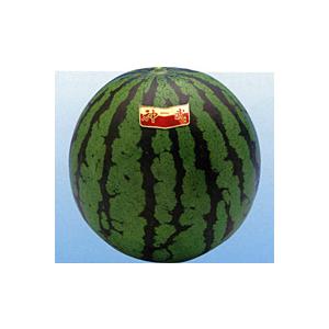 神田育種 スイカ 西瓜 すいか 神武二号 小袋 : 種苗・園芸ショップ 種