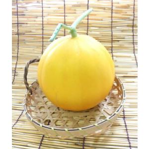 たね 小林種苗  メロン種子　おてがるキイたん 小袋