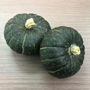 たね 小林種苗 カボチャ かぼちゃ 南瓜 ほっくりはん 500粒 Kobayasi 0070 種苗 園芸ショップ 種もり 通販 Yahoo ショッピング