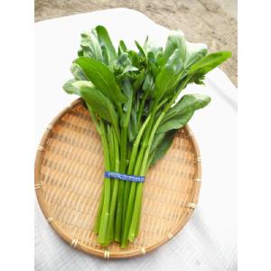 たね 小林種苗  ナバナ なばな　アスパラッチェ　1dl