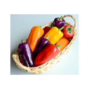 丸種 ミニパプリカ ちびパプオレンジ 小袋 Marutane 0174 種苗 園芸ショップ 種もり 通販 Yahoo ショッピング