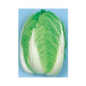 丸種 ハクサイ CR京たから80　小袋