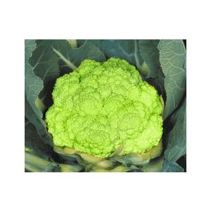 丸種 カリフラワー  連峰（れんほう） 小袋