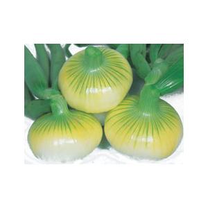 丸種 タマネギ たまねぎ 玉葱　春陽黄　20ml