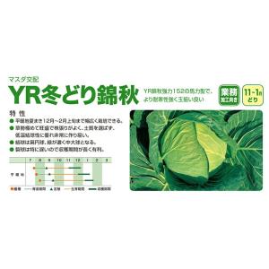 増田採種場　YR冬どり錦秋　キャベツ種子　コート 5000粒